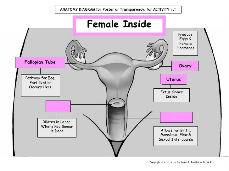 Blood Flow Diagram Of Uterus