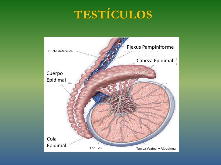 vaginal macho vaginal macho