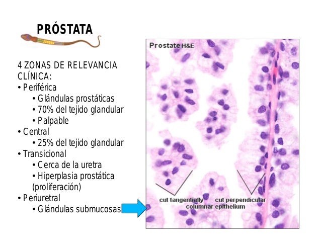 Histología de aparato reproductor masculino