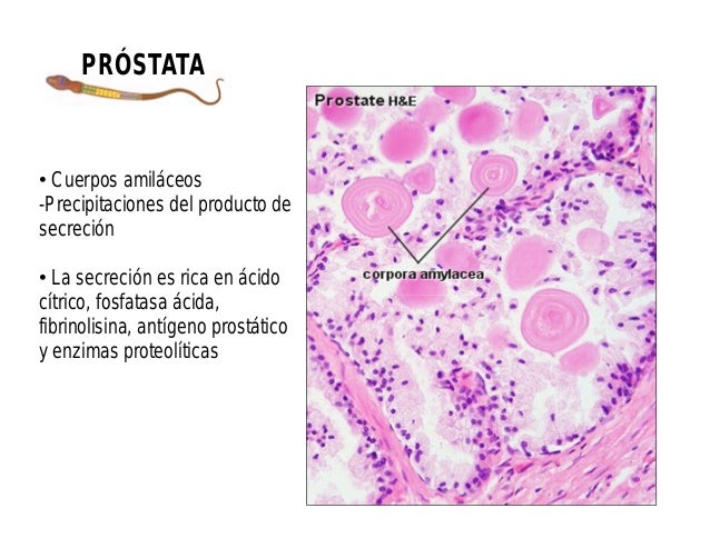Histología de aparato reproductor masculino