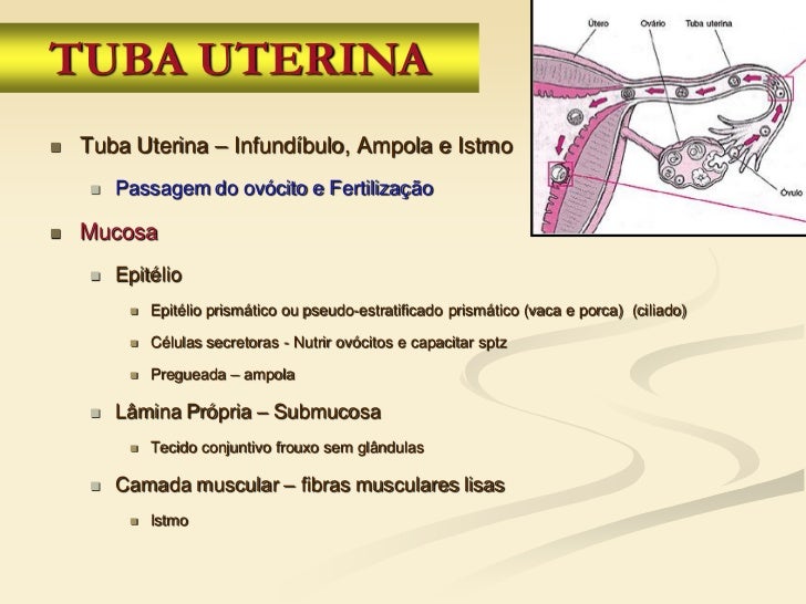Aula 6 de Histologia Sist. Reprodutor feminino