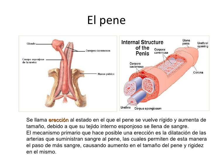Las prótesis para el aumento del miembro viril