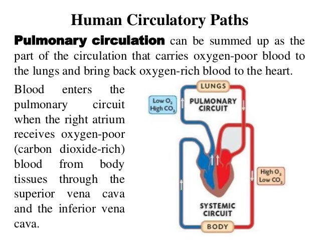 Respiratory system and circulatory system working together with other…