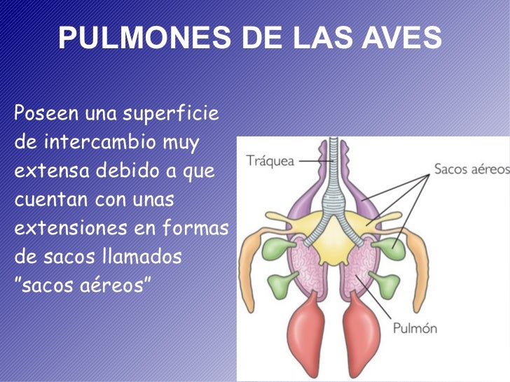 La Respiración en Animales
