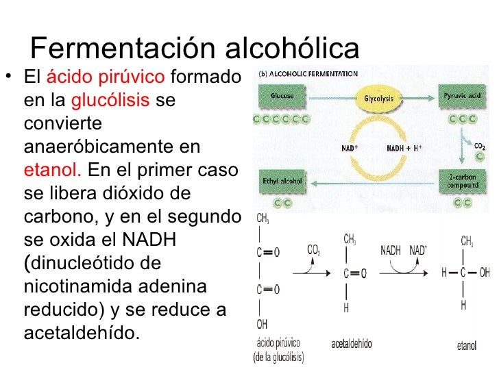 El torpedo del alcoholismo que este tal vikipediya
