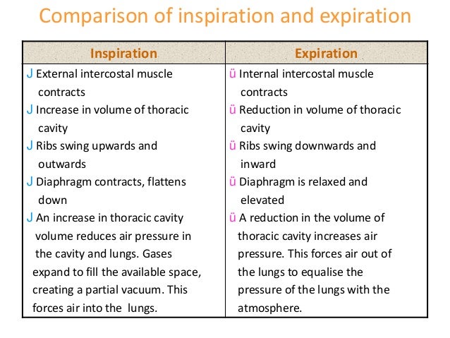 Difference Between Inspiration And Expiration In Hindi Respiration IGCSE