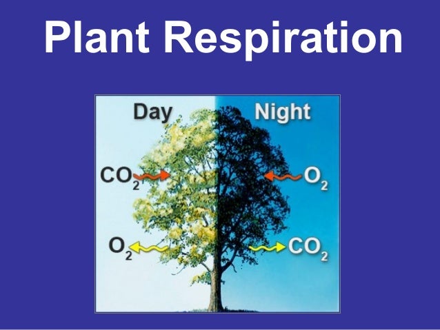 photosynthesis presentation Photosynthesis is the process by which autotrophic organisms use light energy to make sugar and oxygen gas from carbon dioxide and water photosynthesisppt. photosynthesis presentation Photosynthesis is the process by which autotrophic organisms use light energy to make sugar and oxygen gas from carbon dioxide and water photosynthesisppt.