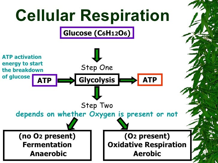 aerobic essay question respiration aerobic essay question respiration