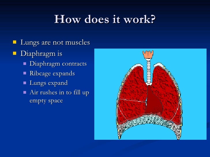 Respiratory System And Immune System