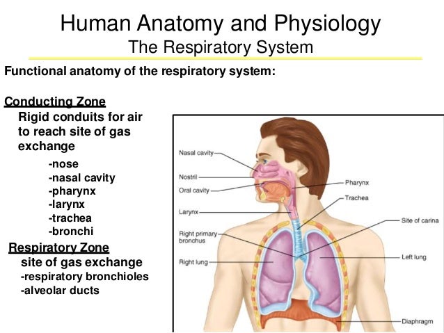 Respiratory anatomy(1)