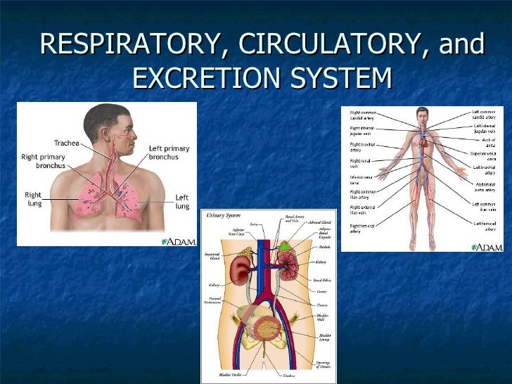  Respiratory Circulatory And Excretion System 