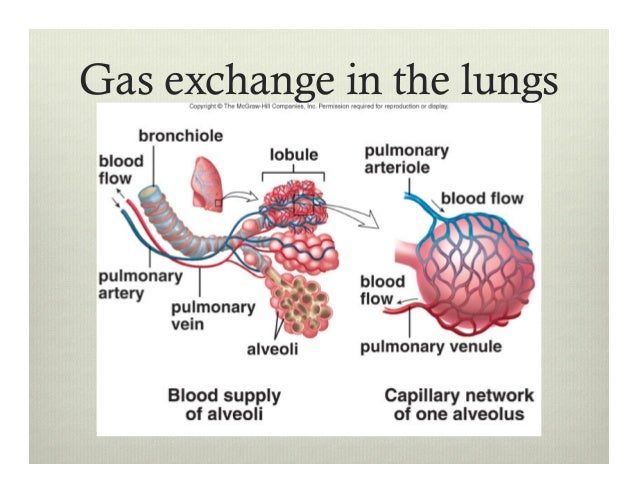 Bio12 Respiratory System Presentation