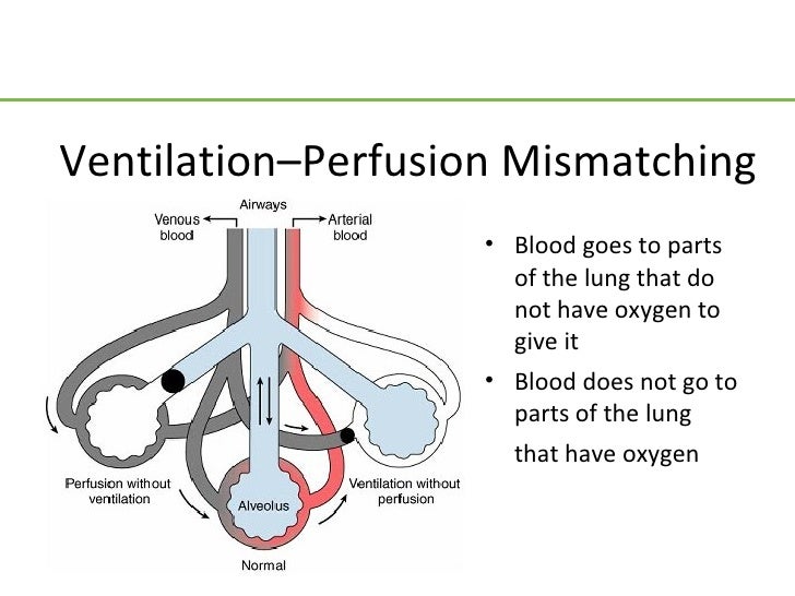 Respiratory physiology revised