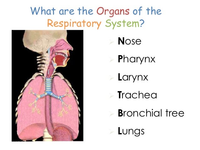 Grade 9 - Respiratory system