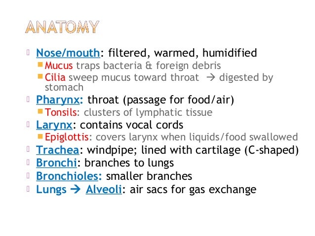 Anatomy & Physiology Lecture Notes - Respiratory system