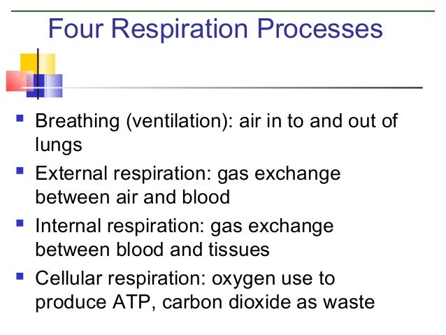 Respiratory system dock