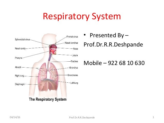 Respiratory system part 1
