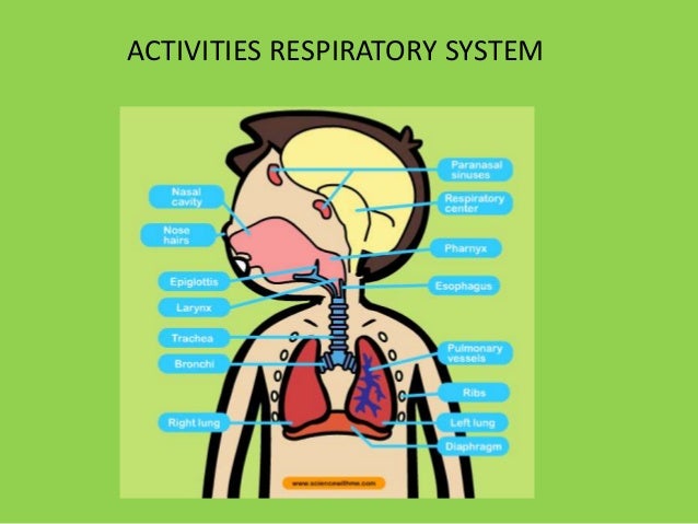 anatomy of the respiratory system exercise 36