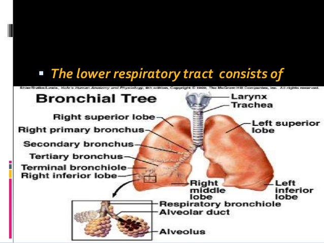 Severe nasal congestion all of the time quality huge spectrum antibiotic for sinus infection