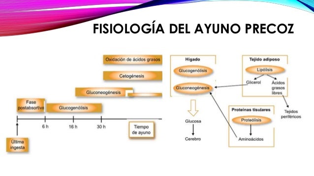 Respuesta del metabolismo del ayuno Respuesta del metabolismo del ayuno