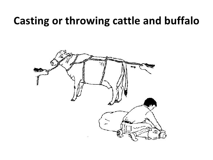Restraining of large animals