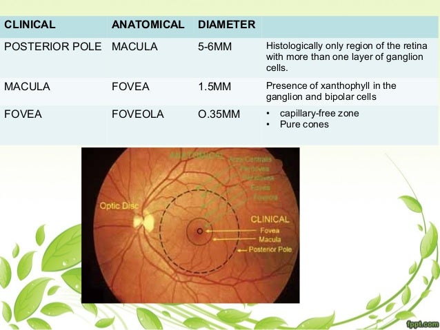 Differenza Tra Liquid Retina E Super Retina