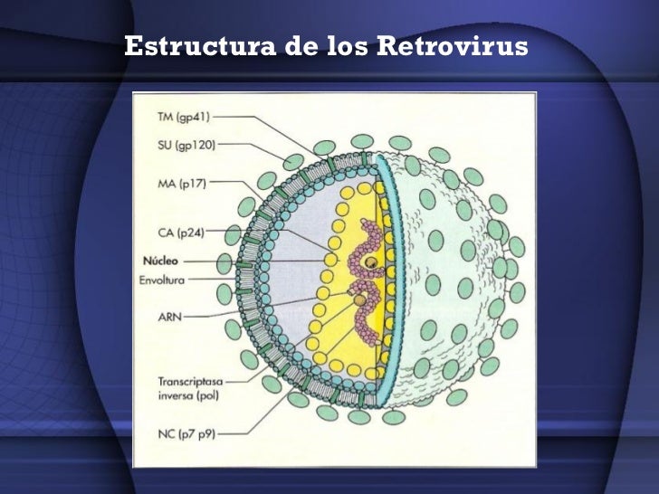 Retrovirus
