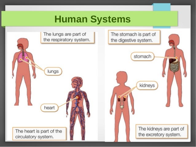 Review Science 3rd Grade
