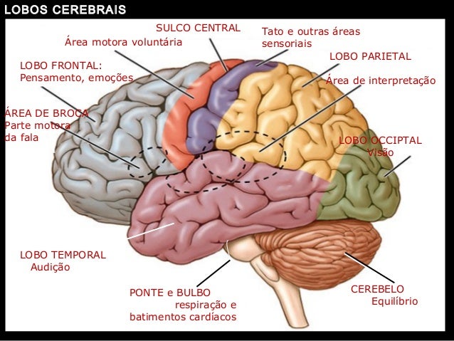http://image.slidesharecdn.com/revisao-neuroanatomiaaula1-130517150143-phpapp02/95/aula-de-reviso-neuroanatomia-29-638.jpg?cb=1368803924