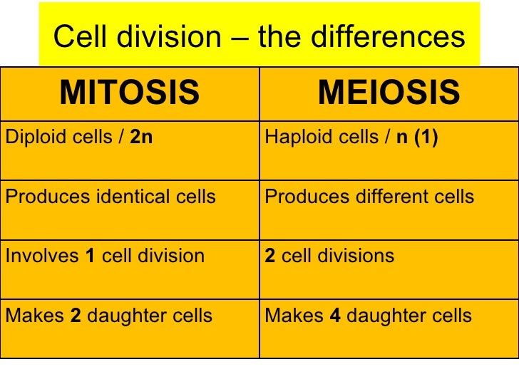 How many stages are in mitosis