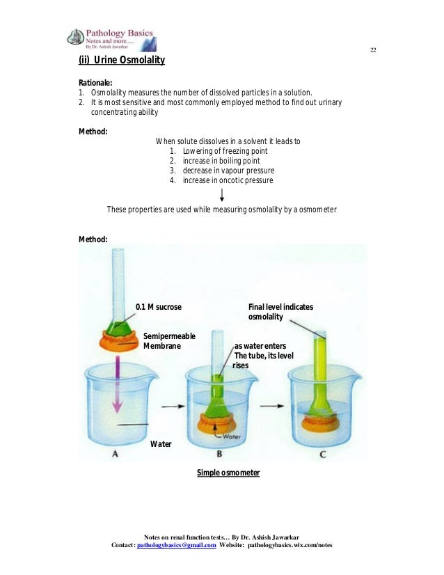Renal function tests