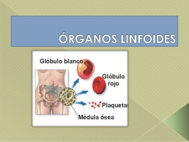 óRganos linfoides