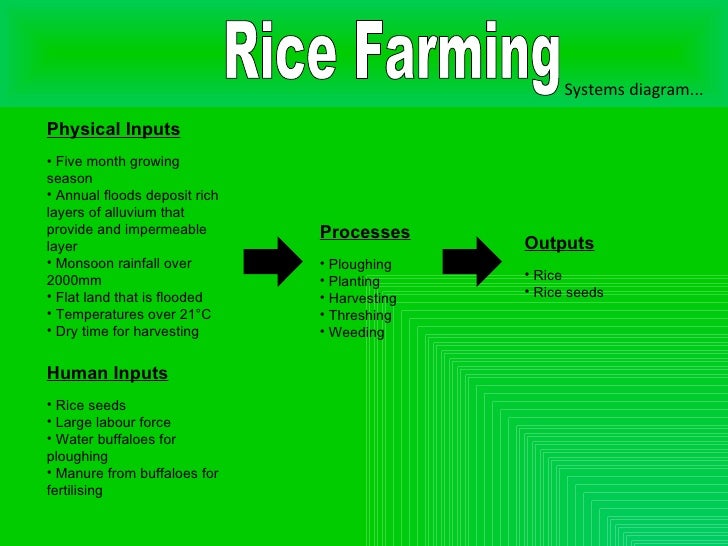 Rice Farming