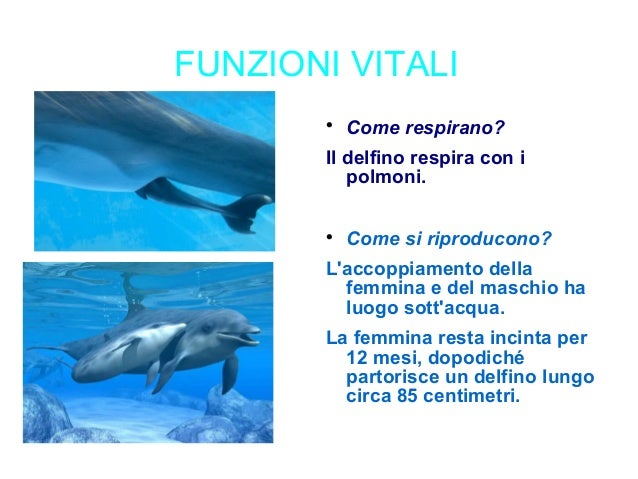 Come Si Chiama La Femmina Del Delfino