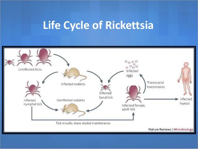 life cycle of a tick