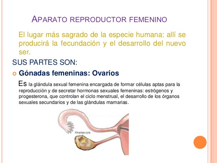 aparato reproductor masculino y femenino