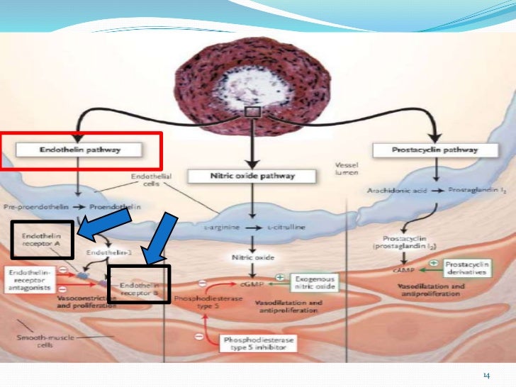Best Hypertension Pulmonary Viagra
