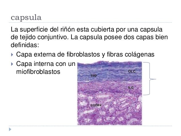 Histologia Riñon