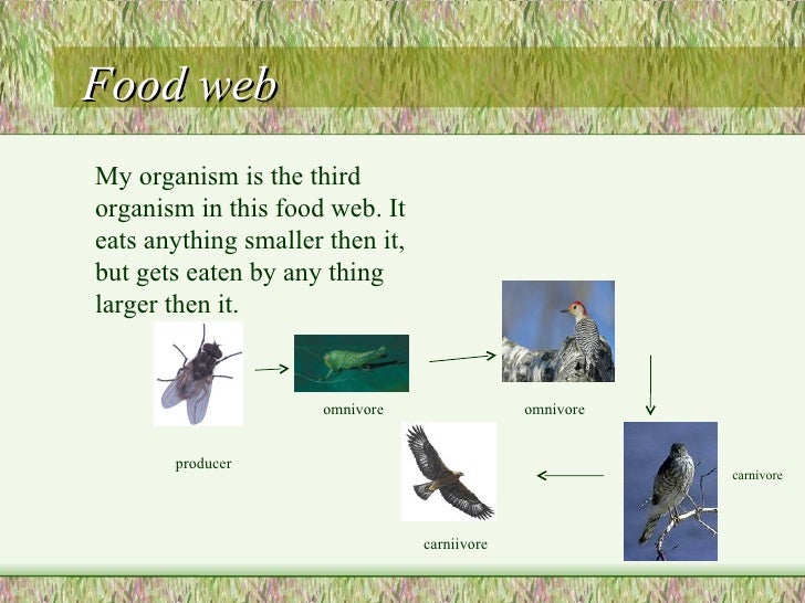 woodpecker food web images woodpecker food web images