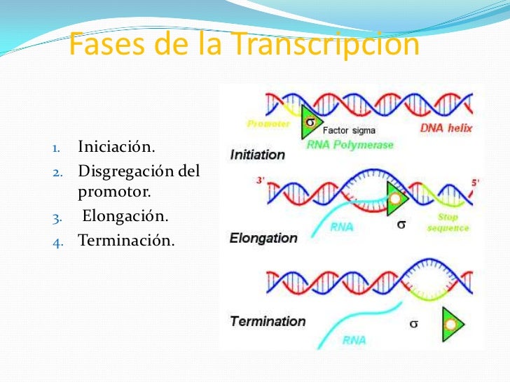 transcripcion del adn