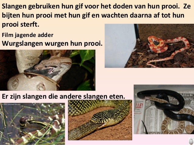 Robin spreekbeurt slangen