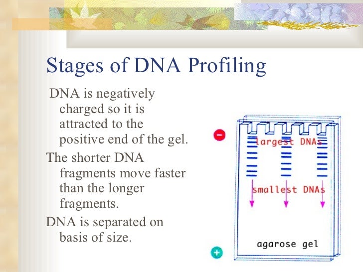 the positive and negative effects of dna profiling The positives and negatives on dna profiling dna testing has many uses, both positive and negative, in our society genetic profiling has been beneficial in paternity suits and rape cases, where the father or the assailant could be identified. the positive and negative effects of dna profiling The positives and negatives on dna profiling dna testing has many uses, both positive and negative, in our society genetic profiling has been beneficial in paternity suits and rape cases, where the father or the assailant could be identified.