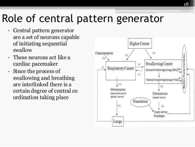 Central Pattern Generator In Swallowing | physiology of deglutition by roohia Central Pattern Generator In Swallowing | physiology of deglutition by roohia