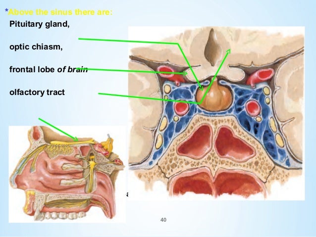 ANATOMY OF PNS BY ROOHIA