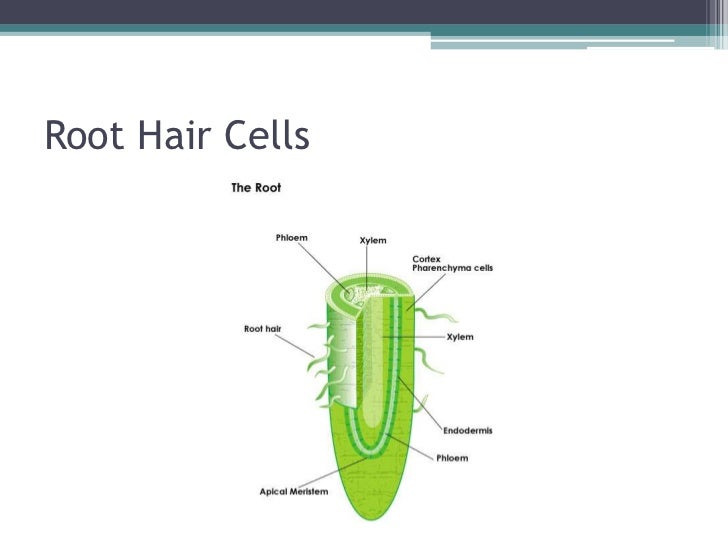 why do cells divide