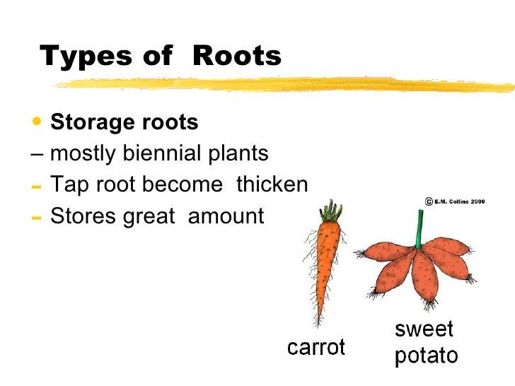 Roots roots