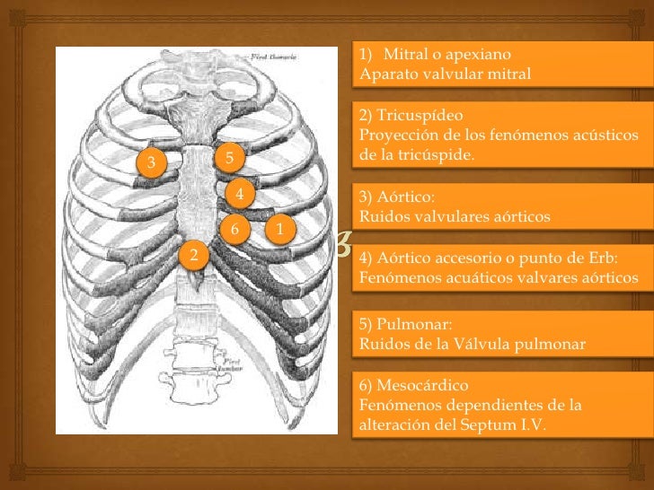 Ruidos cardiacos (s1, s2, s3, s4), desdoblamiento, reforzamiento y pu…