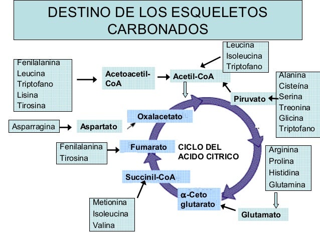 Rutas
