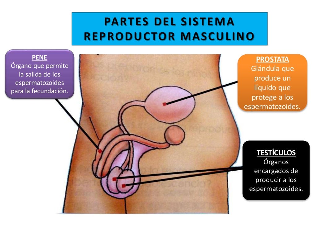 ÓVULO
ESPERMATOZOIDE
Muchos ESPERMATOZOIDES
buscan fecundar al ÓVULO,
pero sólo uno lo logrará.
La fecundación dará
origen...
