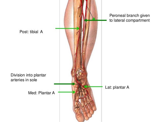 blood supply of lower limb pdf
